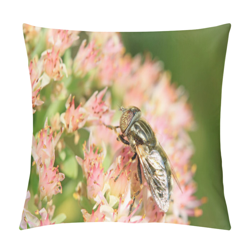 Personality  Syrphidae Incest On Flwoer Pillow Covers