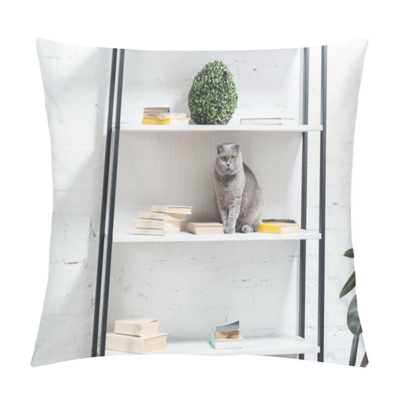 Personality  Cute Scottish Fold Cat Sitting On Shelving Unit On White Pillow Covers