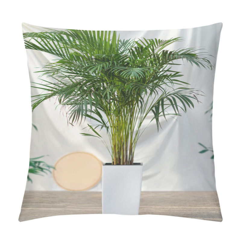 Personality  Areca Cane Palm Dypsis Lutescens, Golden Cane Palm Plant In White Pot Pillow Covers