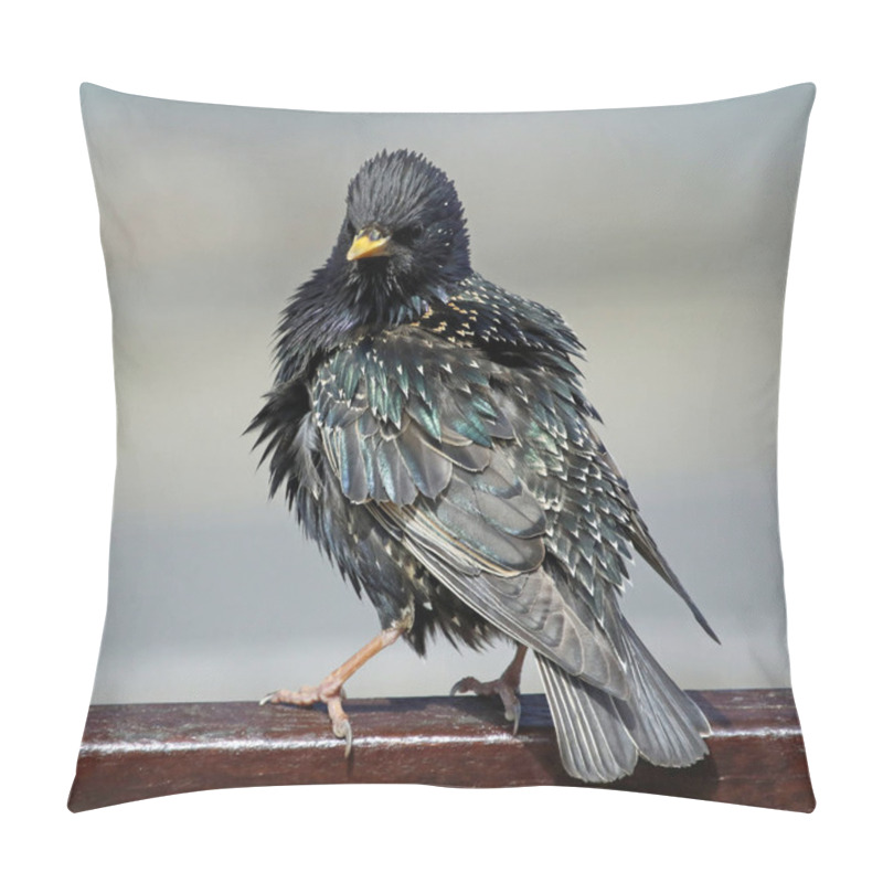 Personality  Starlings Basking In Some Spring Sunshine Pillow Covers