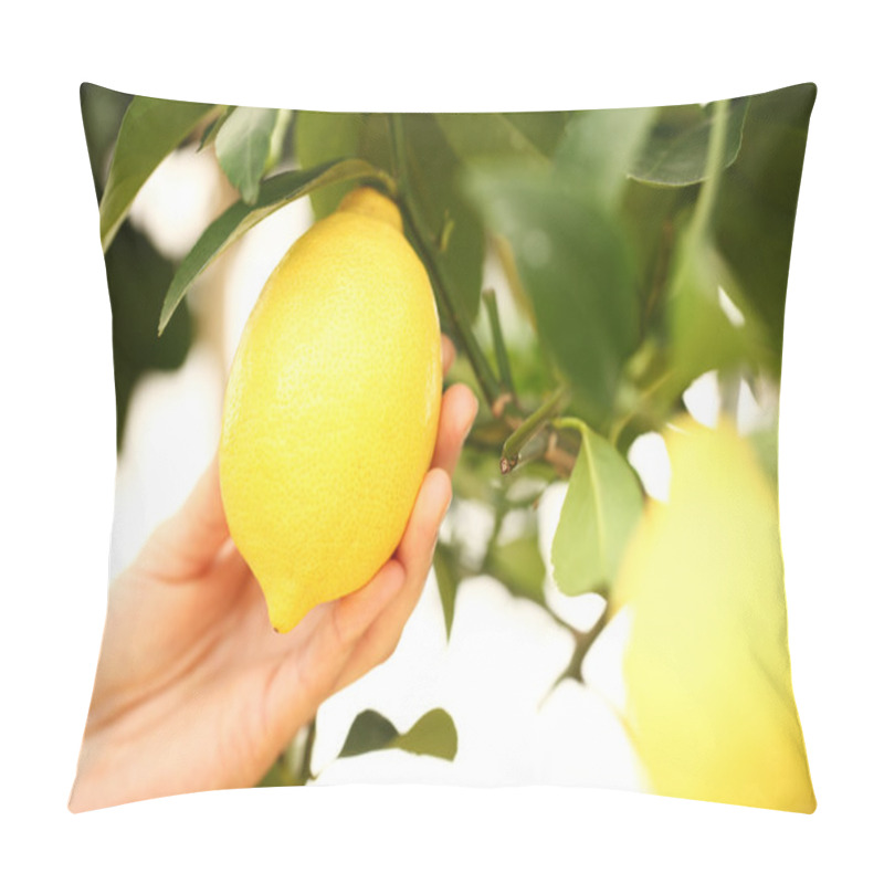 Personality  Closeup Hand Harvest A Lemon From The Tree Pillow Covers