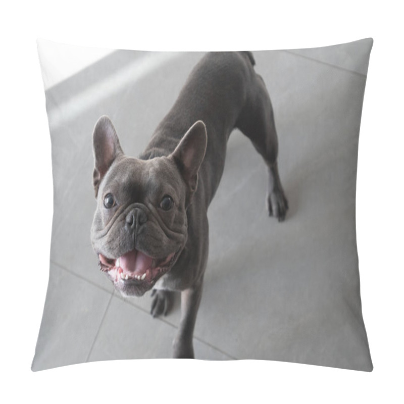 Personality  French Bulldor Funny And Cute Portrait At Home Pillow Covers