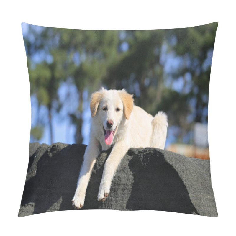 Personality  Photo Of A Cute White Puppy On The Beach On A Sunny Day Pillow Covers