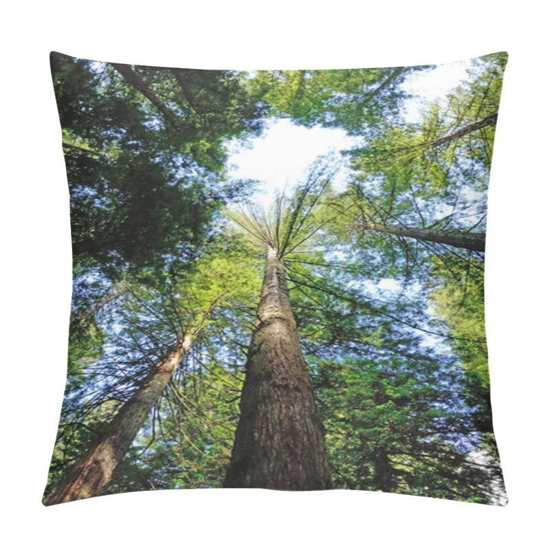 Personality  Redwoods Pillow Covers