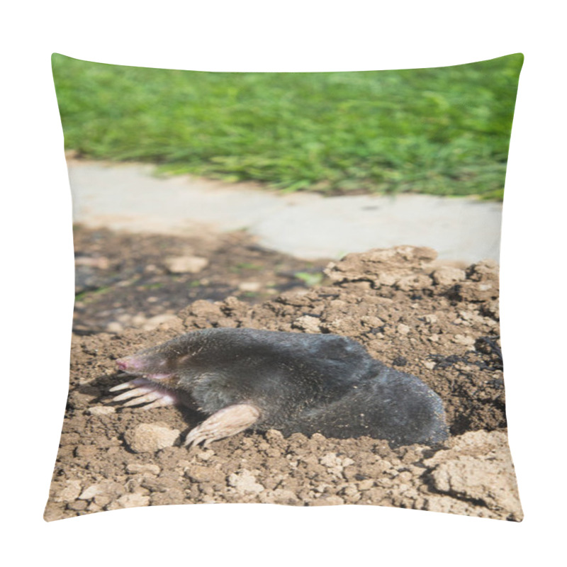 Personality  European Mole Destroying Lawn In The Garden Pillow Covers