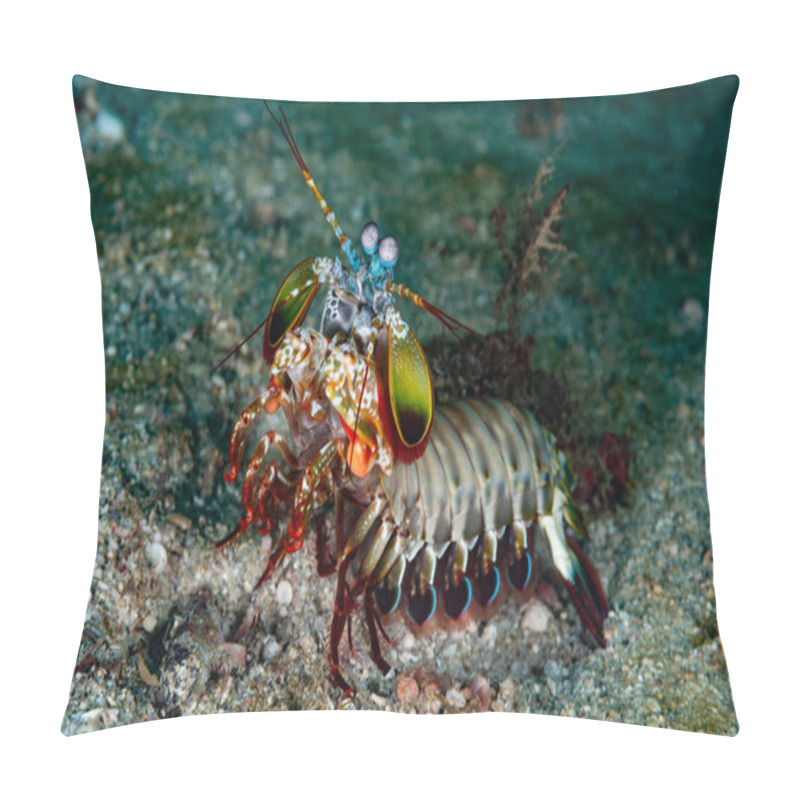 Personality  Peacock Mantis Shrimp Odontodactylus Scyllarus Pillow Covers