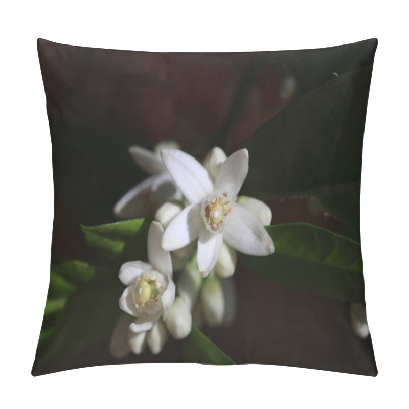 Personality  Orange Blossoms In Spring On Dark Background Pillow Covers