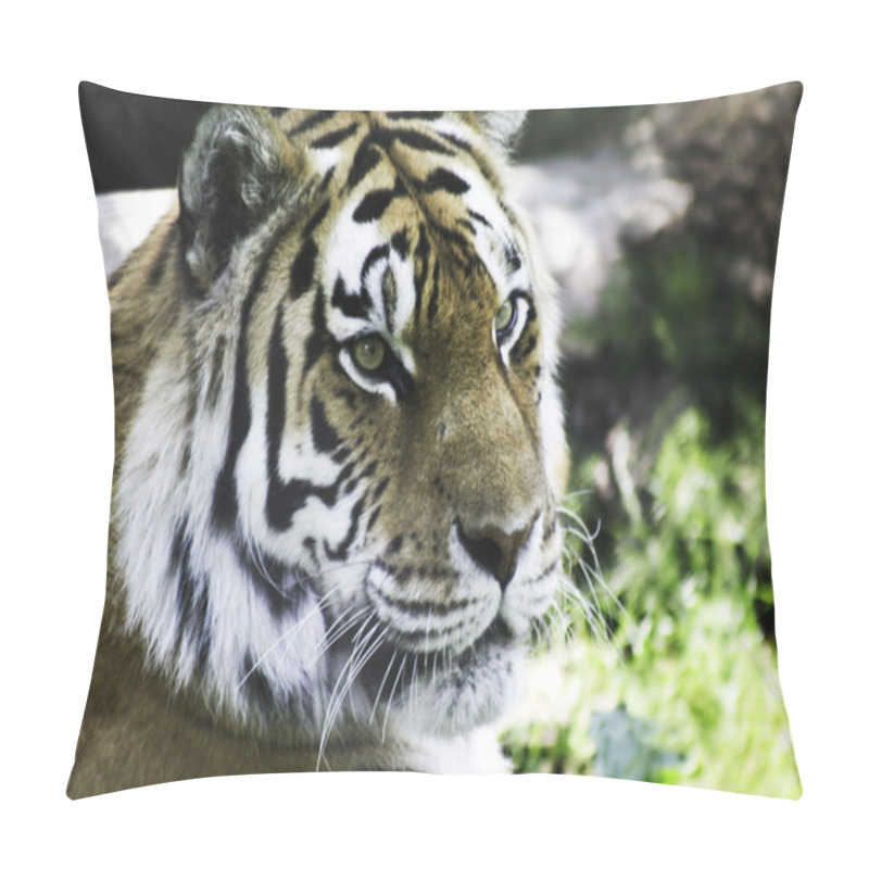 Personality  Siberian Tiger Pillow Covers