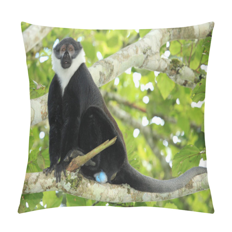 Personality  L'Hoests Monkey - Bigodi Wetlands - Uganda, Africa Pillow Covers