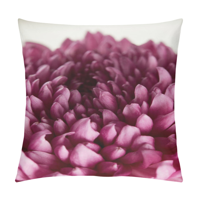 Personality  Close Up View Of Purple Chrysanthemum On White Background Pillow Covers