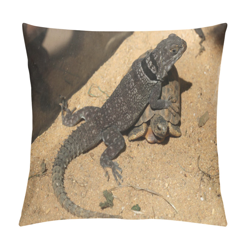 Personality  Madagascar Spiny-tailed Iguana (Oplurus Cuvieri) And Spider Tort Pillow Covers