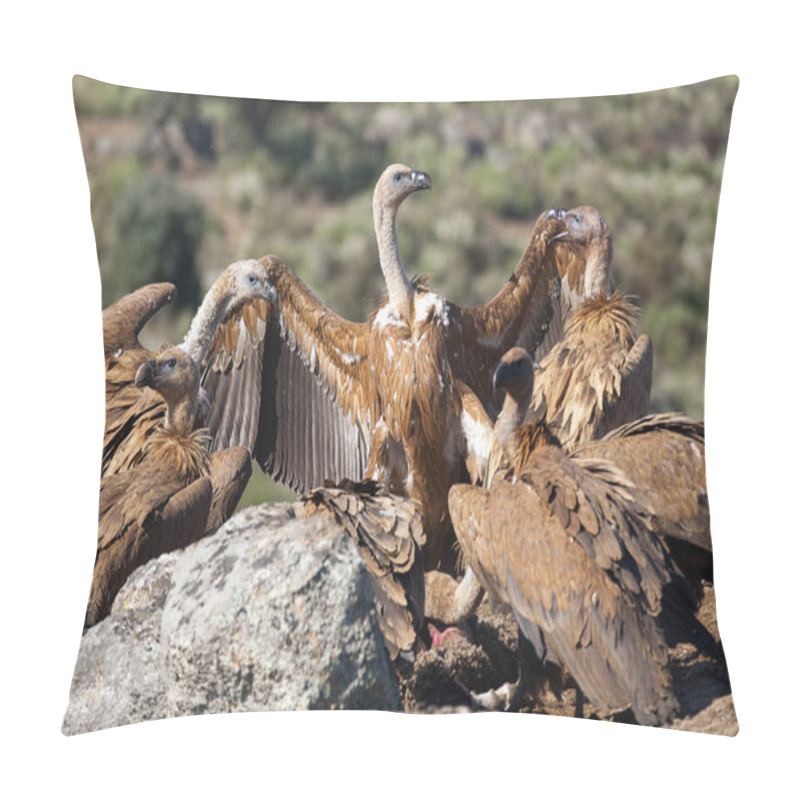 Personality  Griffon Vulture (Gyps Fulvus) Group Perched On Rocks Pillow Covers