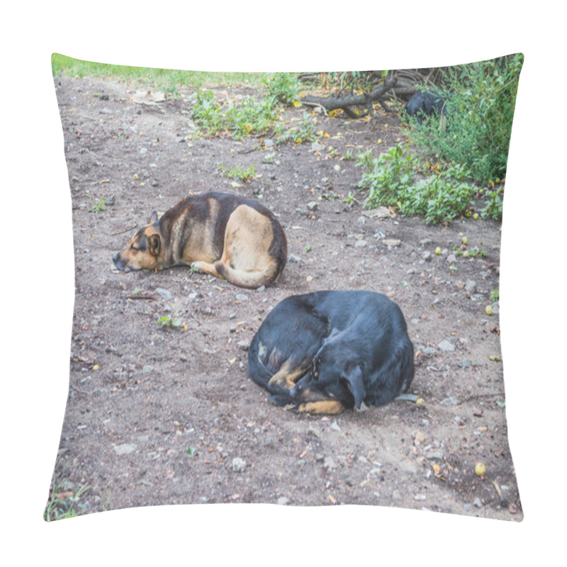 Personality  Homeless Dogs Sleep On Muddy Ground Under A Tree Pillow Covers