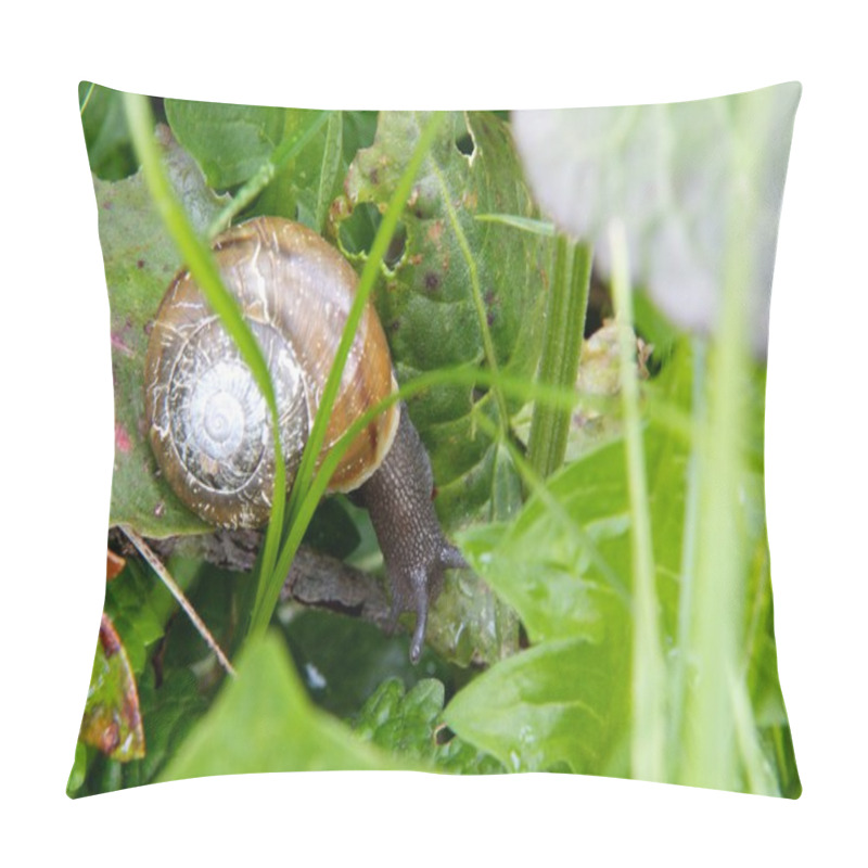 Personality  Snail Pillow Covers