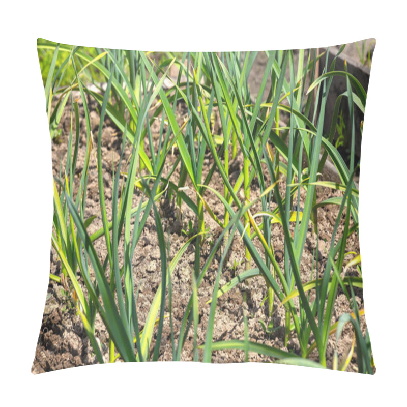 Personality  Winter Garlic. Yellowed Leaf, Garlic Diseases. Pillow Covers