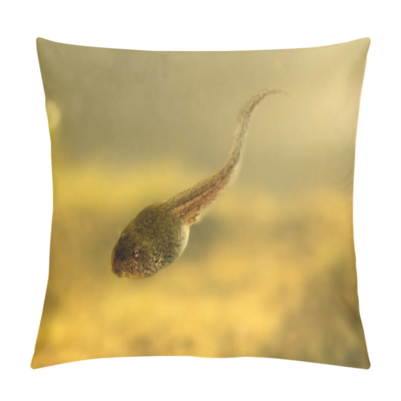 Personality  Close Up And Detailed Single  Colourful  Tadpole  Swimming Downwards , Clean Background For Copy Space Or Text Overlay  Pillow Covers