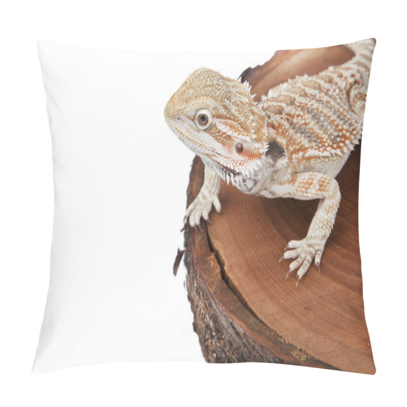 Personality  Bearded Dragon On The Wood With White Background Pillow Covers