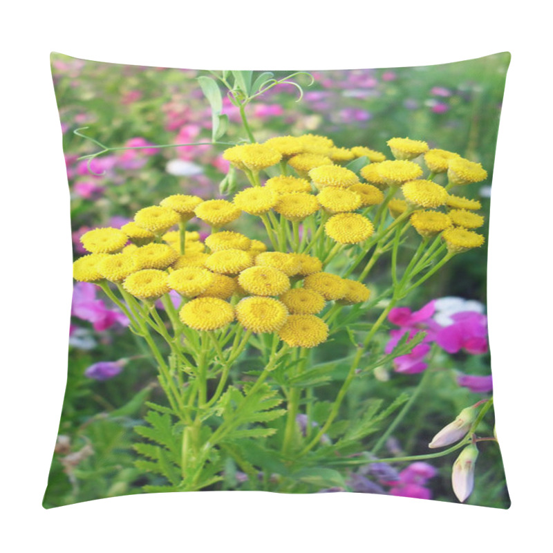 Personality  Pizhma Ordinary (a Long-term Herb) On A Meadow, Macro. Pillow Covers