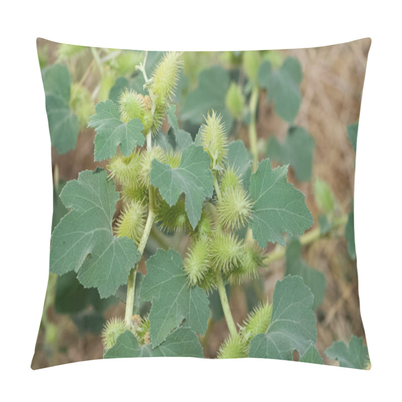 Personality  Photos Of Thorny Plants That Grow Spontaneously In Nature. Pillow Covers