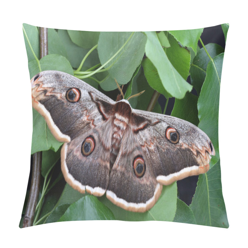 Personality  Female Of Giant Peacock Moth (Saturnia Pyri) Pillow Covers