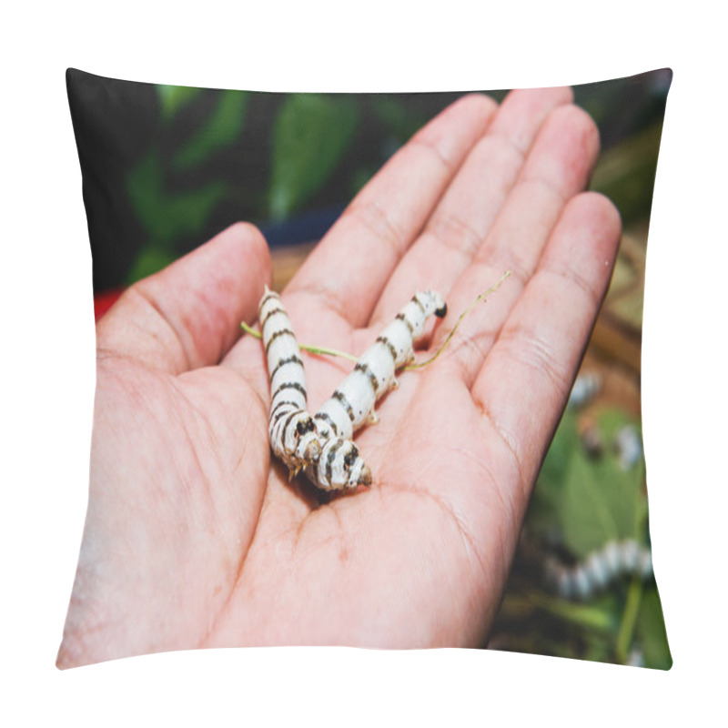 Personality  Silk Caterpillar In A Hands - Cecropia Moth, Hyalophora Cecropia Pillow Covers