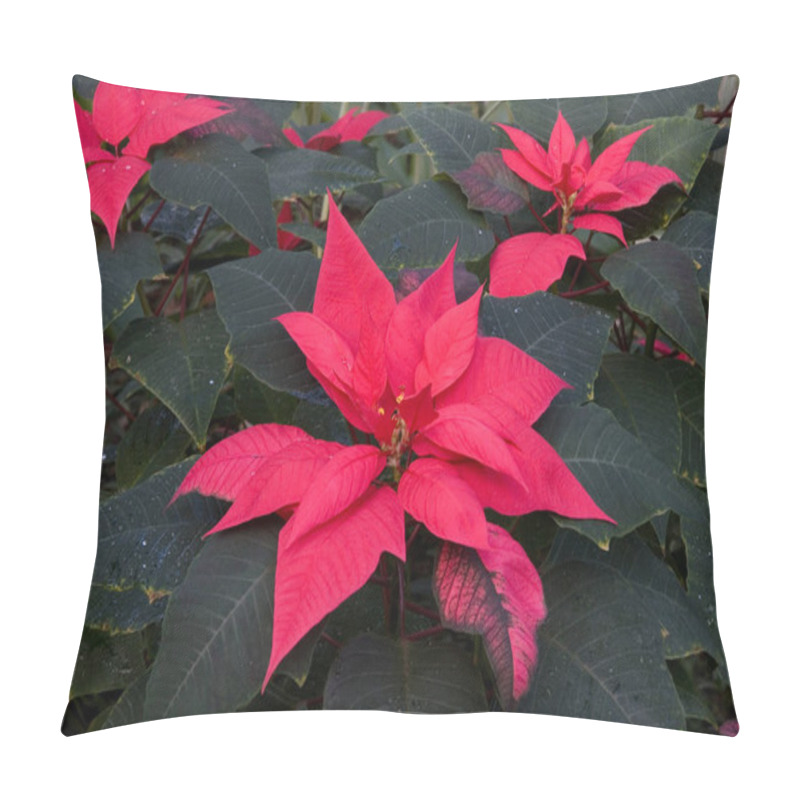 Personality  Beautiful Flowers, Floral Concept Background Pillow Covers