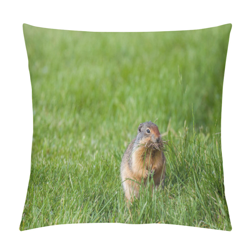 Personality  Columbian Ground Squirrel Pillow Covers