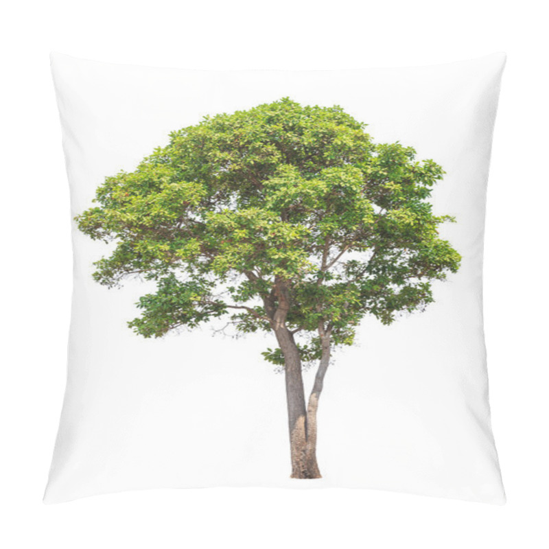 Personality  Tropical Tree In The Northeast Of Thailand Isolated On White Bac Pillow Covers