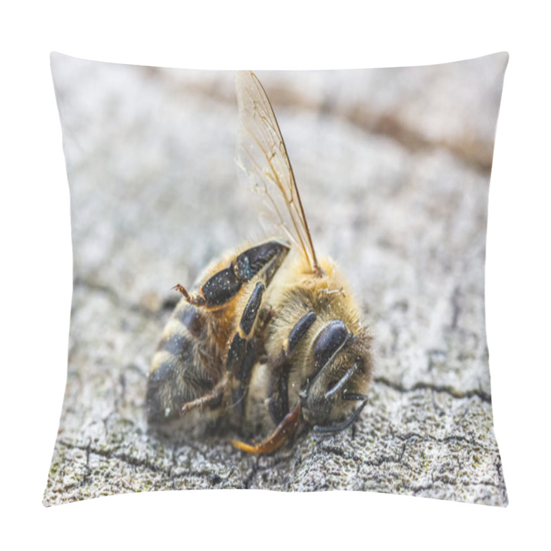 Personality  A Dead Bee Lies On Wood, Close-up Pillow Covers