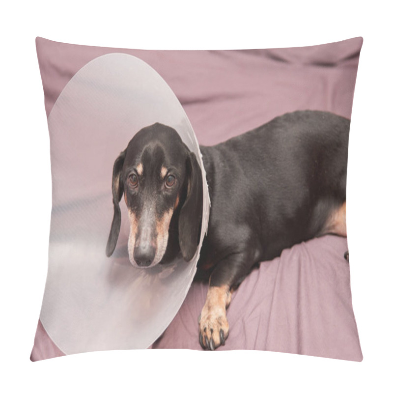 Personality  Senior Pet With White Paws Ond Nose. Elderly Dog Lying On A Bed Sick With Vet Plastic Elizabethan Collar On Neck. A Dachshund In A Dog Collar. Treatment Of Pets. Veterinary Clinic For Dogs Pillow Covers