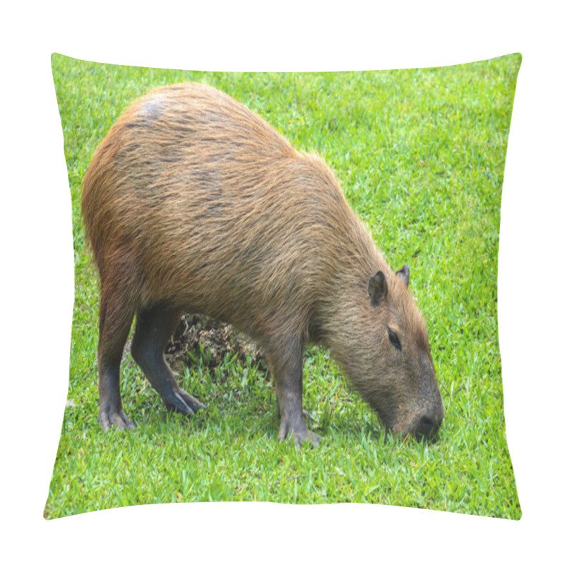 Personality  The Largest Living Rodent In The World: Capybara (hydrochoerus Hydrochaeris) On The Lawn, Brazil Pillow Covers