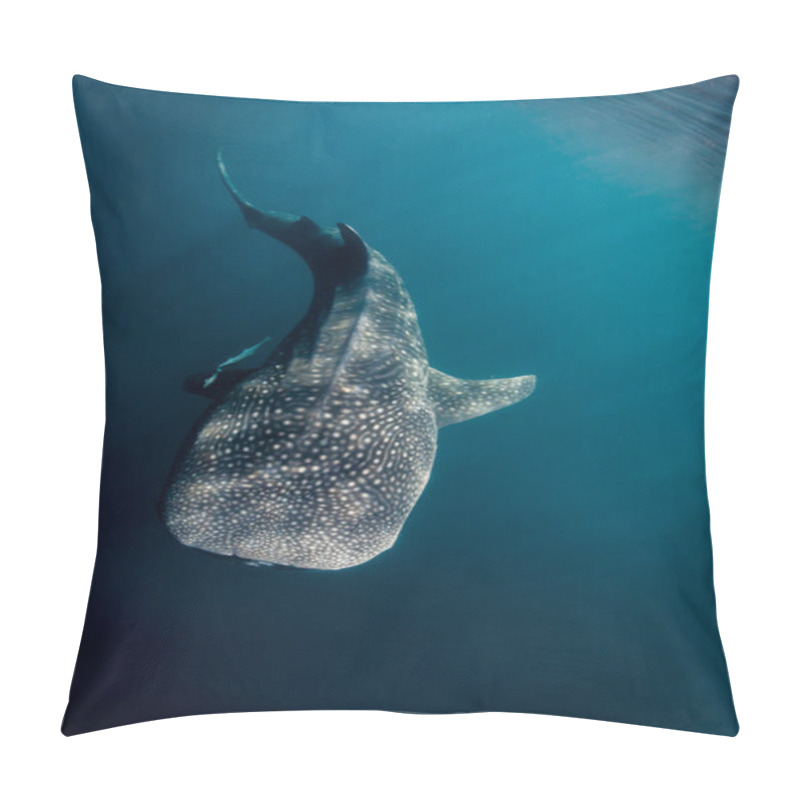 Personality  Large Whale Shark (rhincodon Typus) Pillow Covers