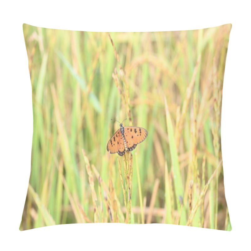 Personality  Acraea Terpsicore Ortawny Coster Butterfly. Lt Is A Small Leathery-wingedbutterfly. Butterfly Sitting On The Paddy Plants.  It Belongs To TheNymphalidaeor Brush-footed Butterfly Family. Pillow Covers