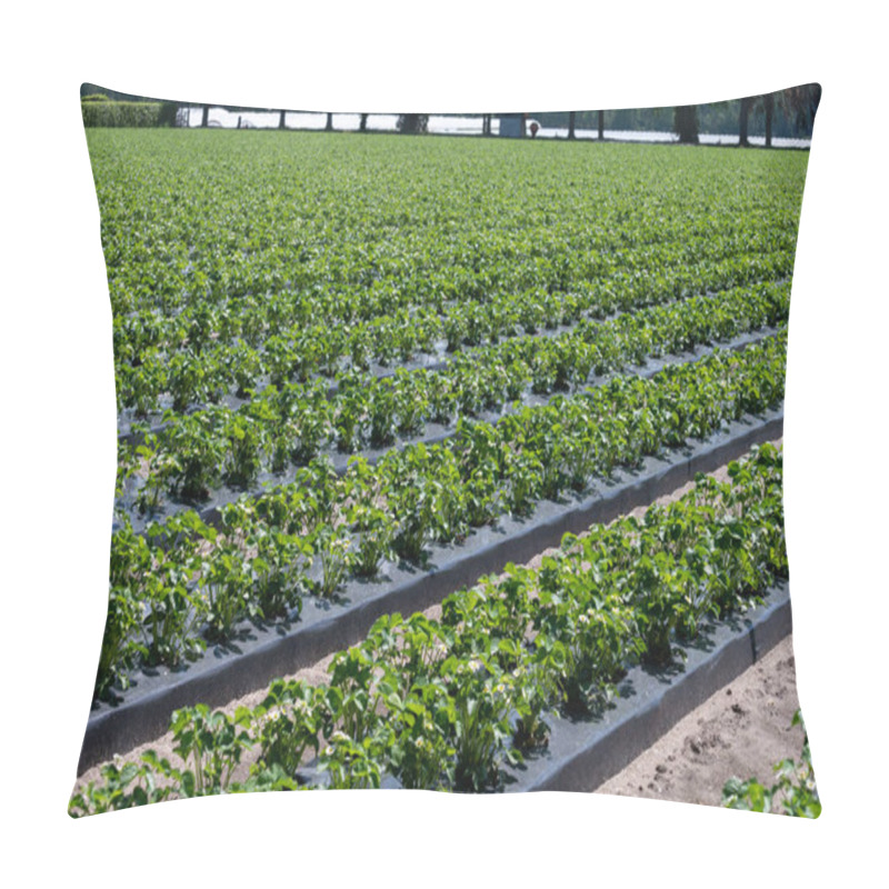 Personality  Plantations Of Young Strawberry Plants Growing Outdoor On Soil Covered With Plastic Film Pillow Covers