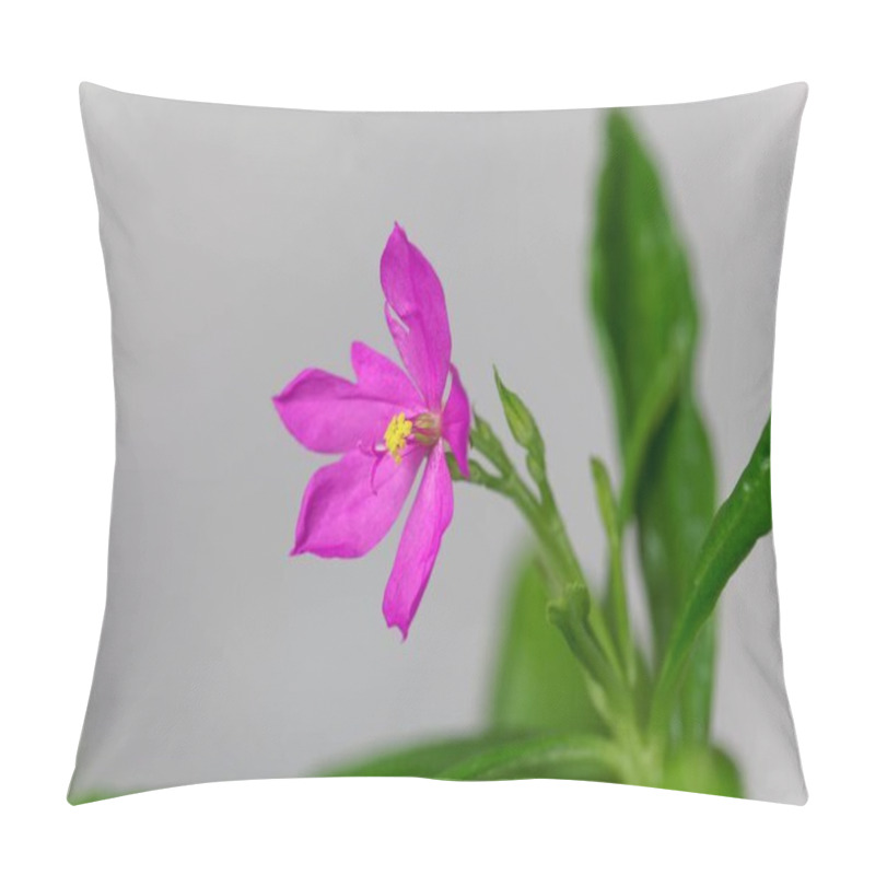 Personality  Flower Of A Ceylon Spinach Plant, Talinum Fruticosum Pillow Covers