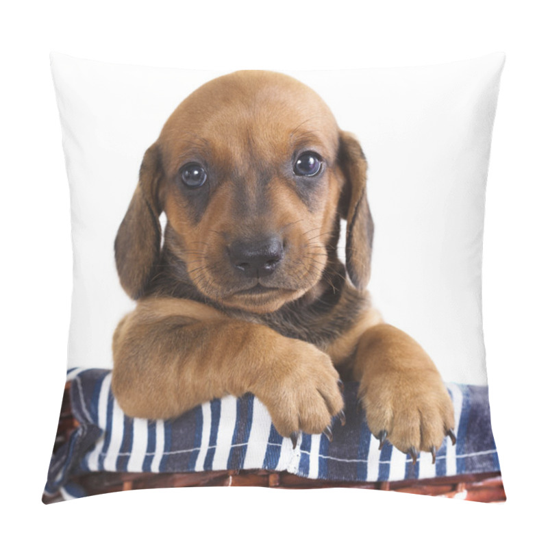 Personality  Dachshund Puppy Pillow Covers