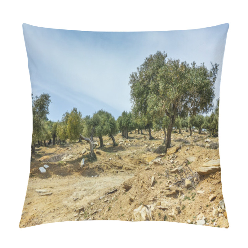 Personality  Olive Trees In The Mountain Of Thassos Island,  East Macedonia And Thrace Pillow Covers