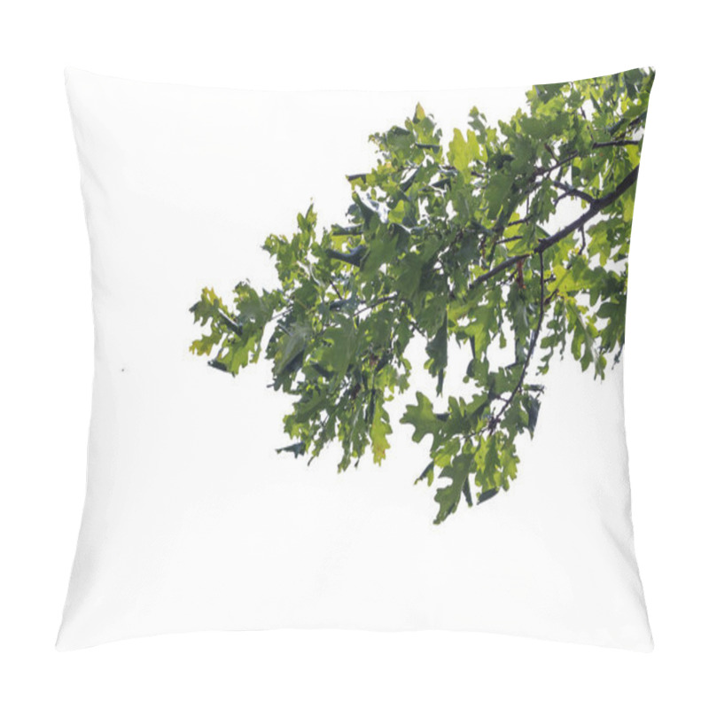 Personality  Oak Branches With Green Leaves On White Background. Pillow Covers