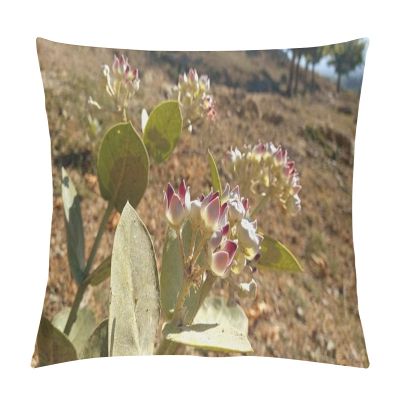 Personality  Calotropis Procera Sapling Plant, Apple Of Sodom, Aak, Madar, Or Giant Milkweed Plants And Flowers In A Hilly Or Mountain Area Pillow Covers