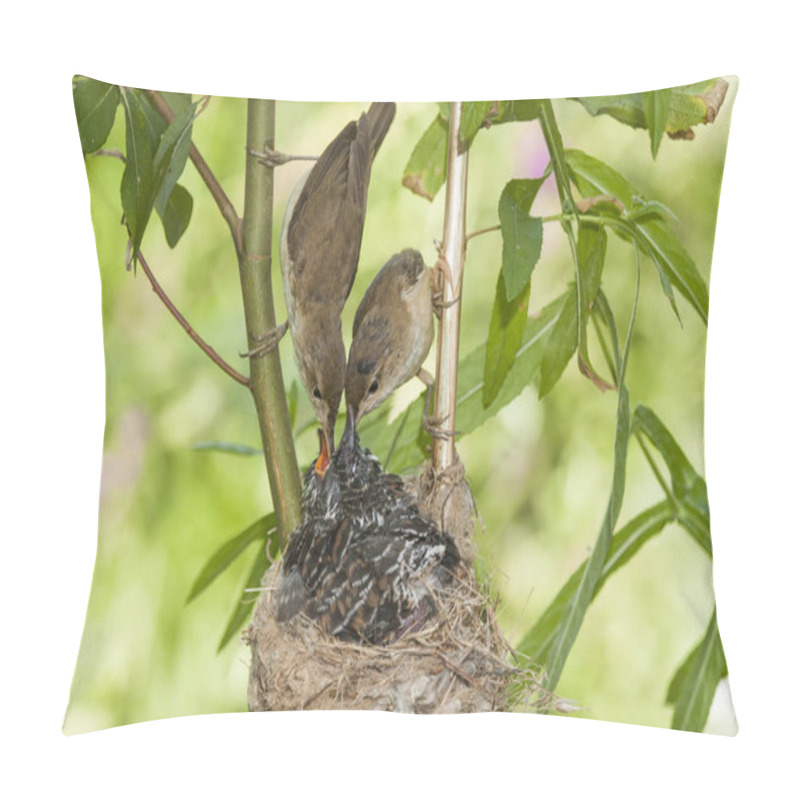 Personality  Common Cuckoo, Cuculus Canorus. Young In The Nest Fed By Its Adoptive Mothers - Acrocephalus Scirpaceus - European Warbler. Spain Pillow Covers