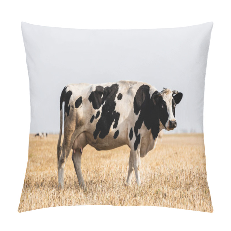 Personality  Black And White Cow Standing In Golden Field And Looking At Camera Pillow Covers