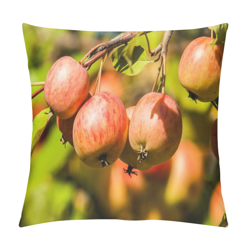 Personality  Crabapple And Wild Apple. Malus  Is A Genus Of About  Species Of Small Deciduous Apple Trees Or Shrubs In The Family Rosaceae Pillow Covers