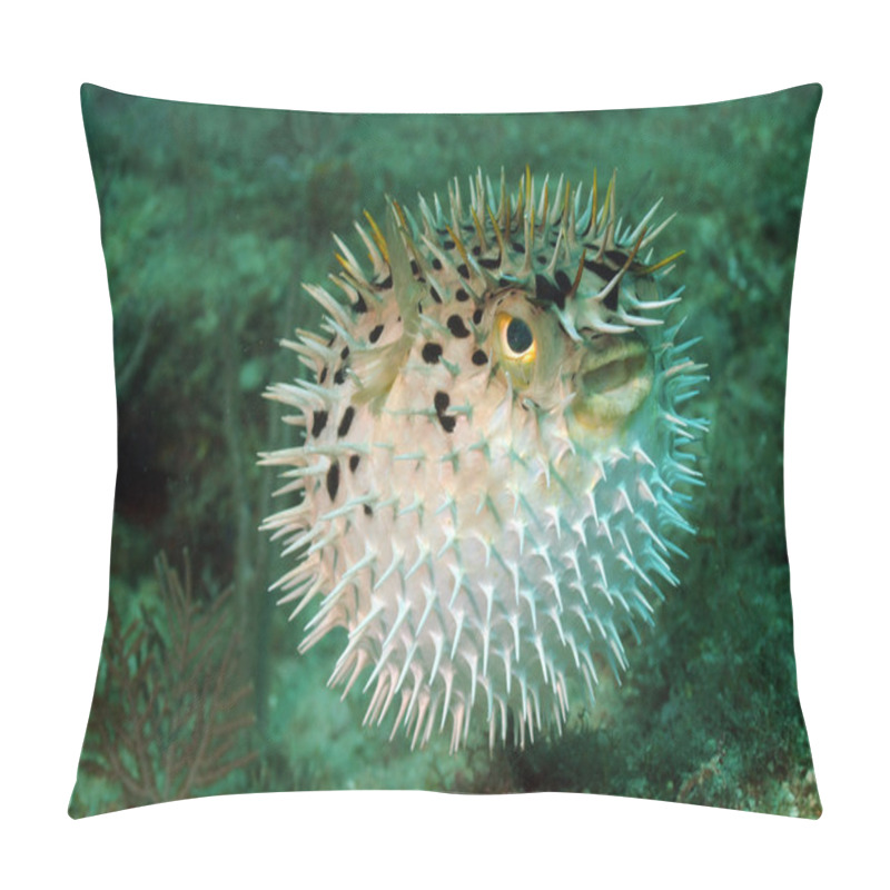 Personality  Blowfish Or Puffer Fish In Ocean Pillow Covers