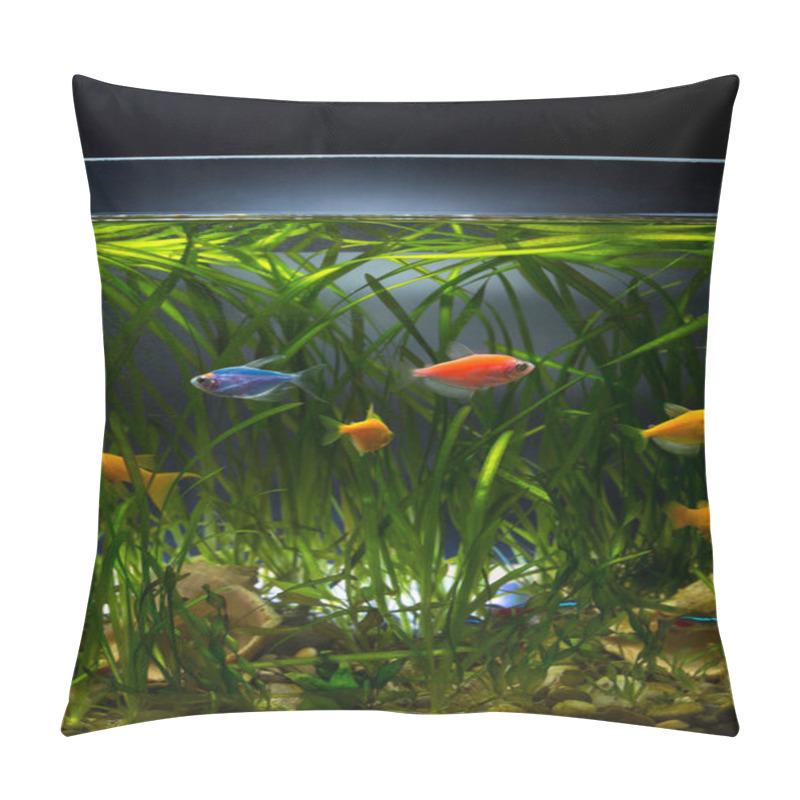 Personality  Colored Glofish And Others Little Aquarium Fishes With Beautiful Green Plants In Aquarium. Pillow Covers