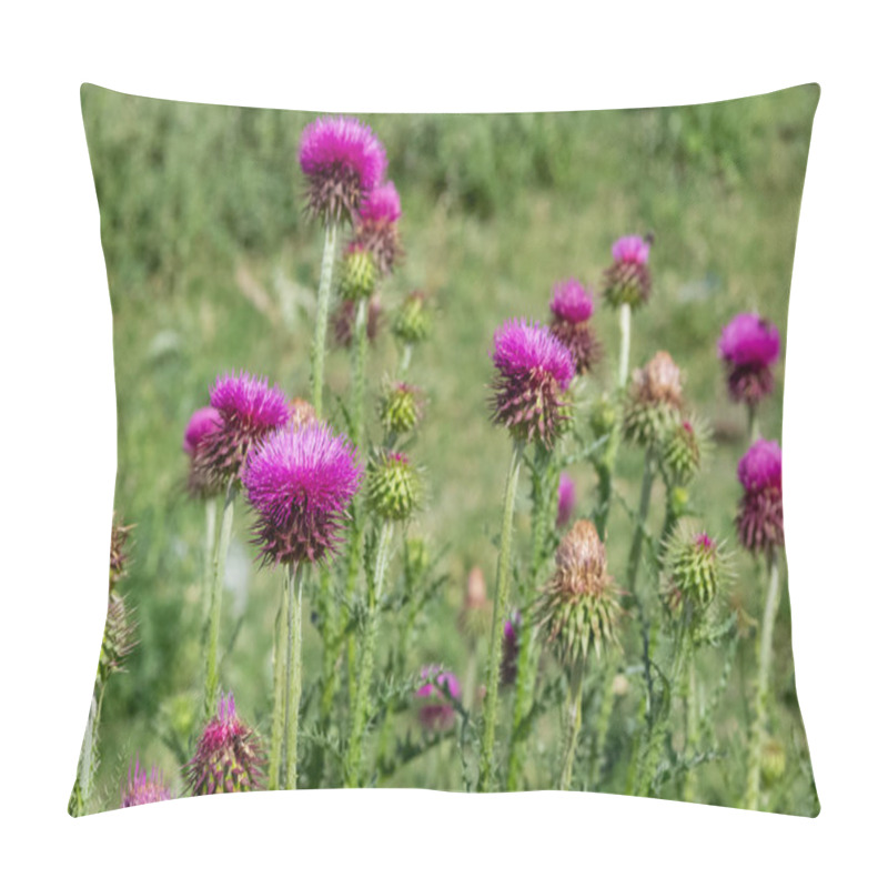 Personality  Natural Thorns, Purple Flowering Thorn Photos. Pillow Covers