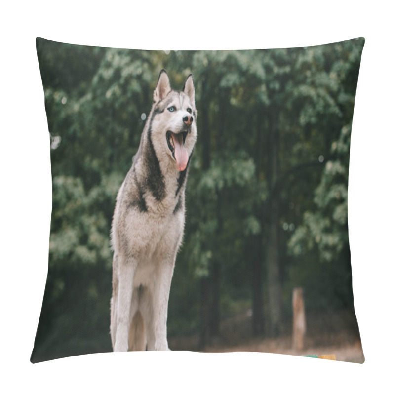 Personality  Grey Siberian Husky Dog In Park Pillow Covers