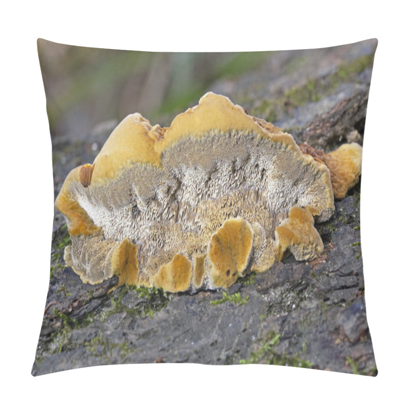 Personality  Trametes Trogii Is A Species Of Fungus Belonging To The Family Polyporaceae.The Fruit Bodies Are Capsular,with A Characteristic Yellowish,gritty Pubescence Above,with Irregular Angular Pores Below Pillow Covers