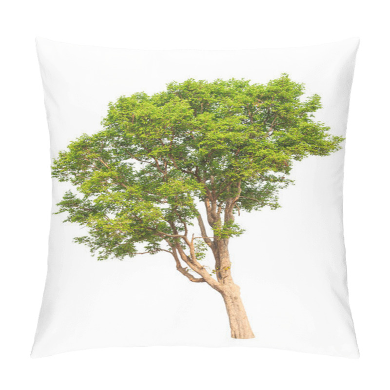 Personality  Irvingia Malayana Also Known As Wild Almond, Tropical Tree In Th Pillow Covers