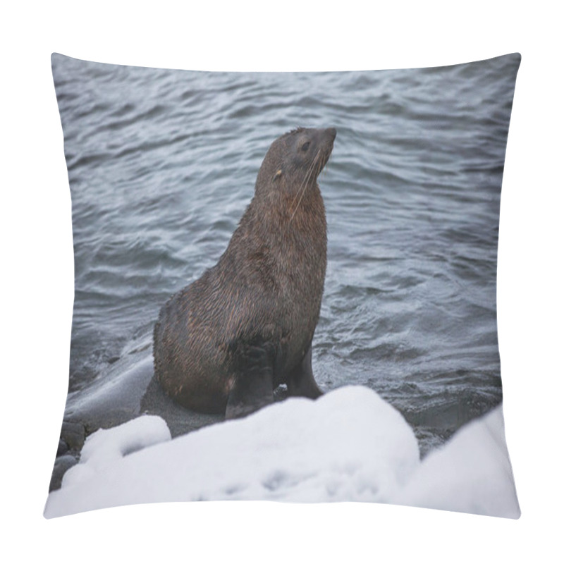 Personality  Fur Seal Sitting On The Rocks Washed By Ocean, Antarctica Pillow Covers