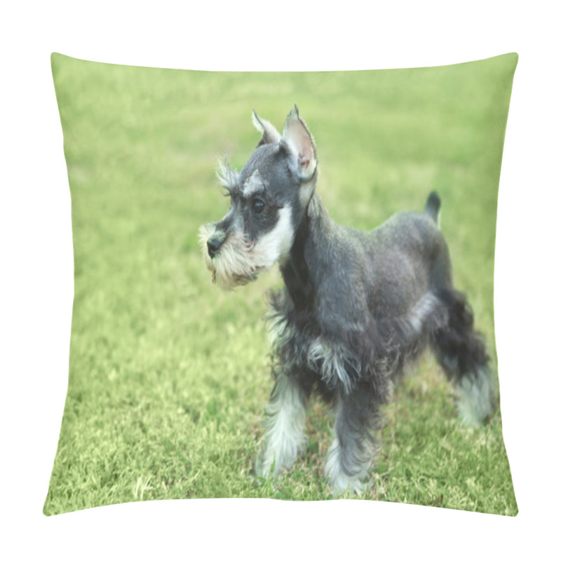 Personality  Little Minuature Schnauzer Puppy Dog Pillow Covers